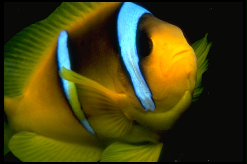 clown-fish-at-night_red-sea
