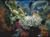 multi-level-coral-community