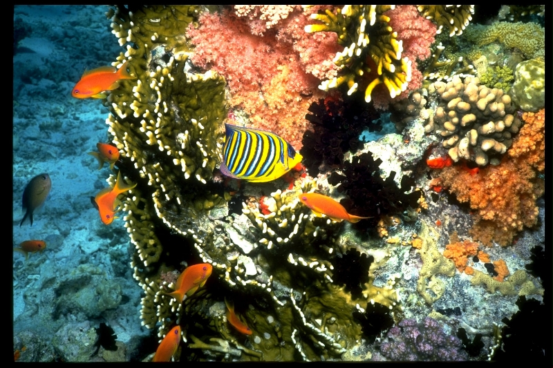 fish-colony-on-coral-head