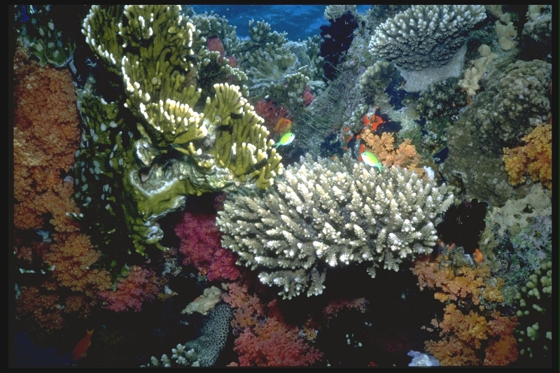 multi-level-coral-community