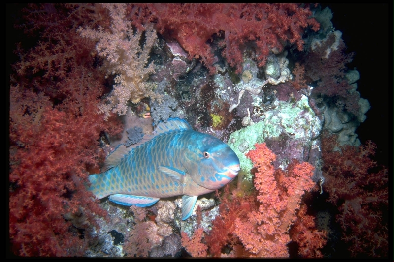 parrot-at-night_-red-sea