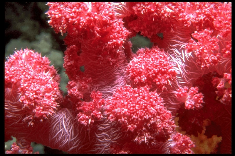 red-soft-coral