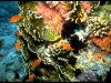 fish-colony-on-coral-head