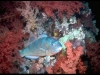 parrot-at-night_-red-sea