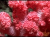 red-soft-coral
