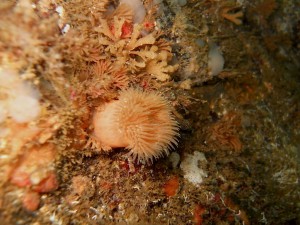 Small frilled anemone on a rock - Isles of Shoals - September 4 2011